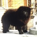 BAYTOR BLACK BORIS