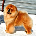 ITS MY LOVE KINGS ORANGE BAFFI FOR IRKO ITS MY LOVE KINGS ORANGE BAFFI FOR IRKO