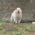 ITS MY LOVE GOODY-GOODY SHANDAN CHOWS ITS MY LOVE GOODY-GOODY SHANDAN CHOWS