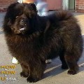 PONDVIEW'S BLACK RUSSION