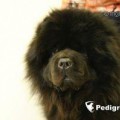 GIULIANO OF GOLDEN CHOW