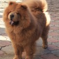 ZIZHAN MIRON'S O'MEJLI
