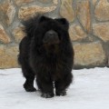 ZIZHAN MIRON'S VIZANTIYA