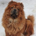 ZIZHAN MIRON'S JACQUELINE FLUFFY CLOUD