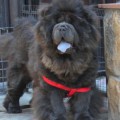 ZIZHAN MIRON'S BELLA