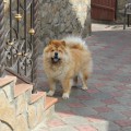 ZIZHAN MIRON'S BAFFI