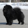 IT'S MY LOVE LEON BLACK KING