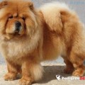 RED JADE OF SENTIMIENTO CHOW RED JADE OF SENTIMIENTO CHOW