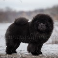 MIDNIGHT BEAR ANGEL GLORIA