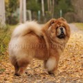 HIDALGO DE LOS PERROS DE BIGO