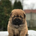 ZAZILLY ZAZA DEL ROYAL SELECTION