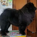 ELLEBORO NERO DE RIVO BIANCO