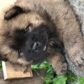 BAGHEERA THE JUNGLE QUEEN DEL ROYAL SELECTION