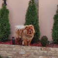 CHARLIE O'CONNER DEL ROYAL SELECTION