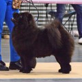 ZIRA DEL ROYAL SELECTION