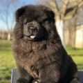 TEDDY BEAR DEL ROYAL SELECTION