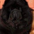 ZORRO A TRUE HEARTBREAKER DEL ROYAL SELECTION
