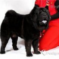 ANTANATA BRUIN BELISSIMO VELUR