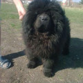 HONILAND LUCKY SHADOW