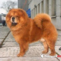 FARAON IZ RIZHEI STAI FARAON IZ RIZHEI STAI