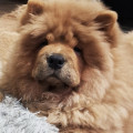 KJA VAN LI ZHILANG IING DZHIA KJA VAN LI ZHILANG IING DZHIA