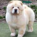 BON TRIUMPH BLONDY BEAUTY BON TRIUMPH BLONDY BEAUTY
