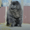 JEWEL BLACK ORHID ANGEL GLORIA