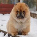 DORIAN SHEN TE CHOWS