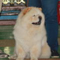 YEN-SEN CHANEL