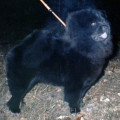 RUBIN ASTERHAUS GORDAYA LEDI