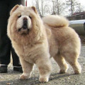 LABBEL SMIT KRISTALL