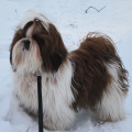 ATTILA
