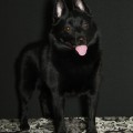 SHE IS THE BEST FOR LYU DOG SHE IS THE BEST FOR LYU DOG