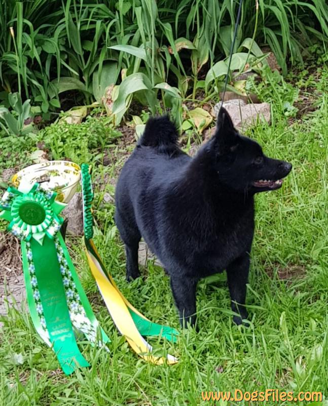 raste li schipperke velika