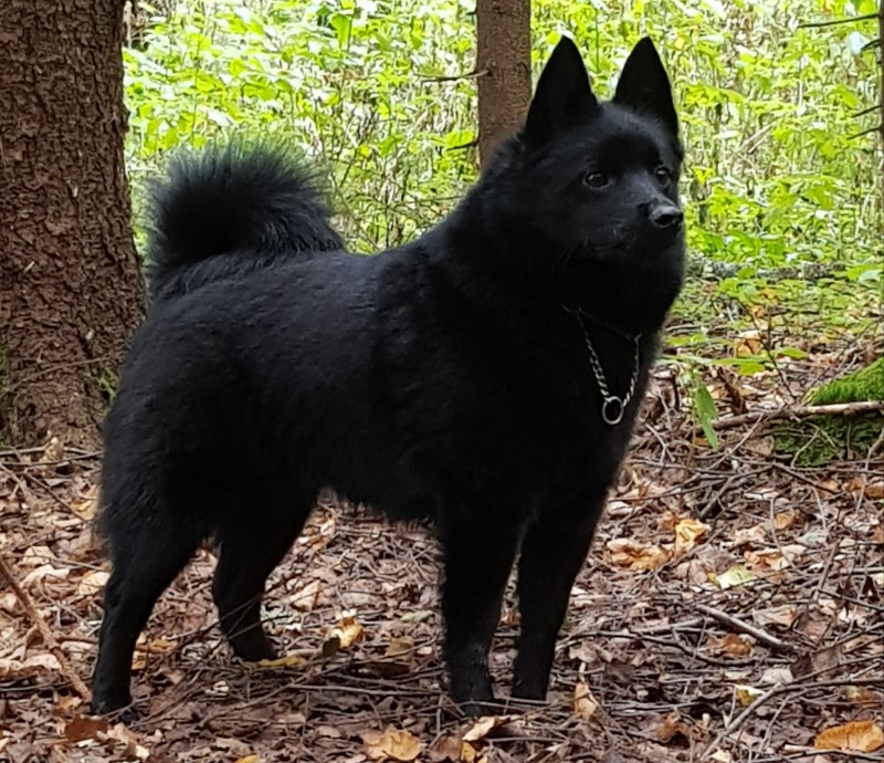 raste li schipperke velika