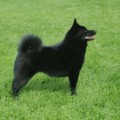 LEYU BLACK FOX FOR MY HEART LEYU BLACK FOX FOR MY HEART