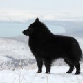OSO DE MIEL HALONG OSO DE MIEL HALONG
