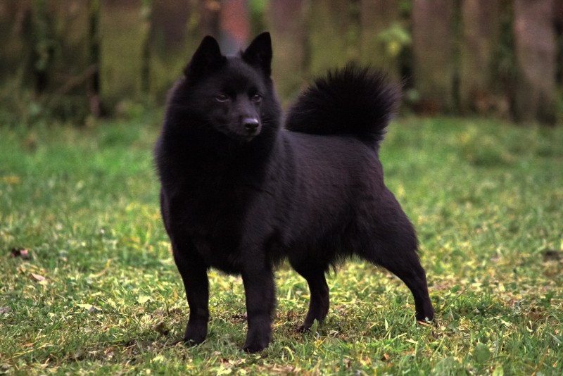 raste li schipperke velika