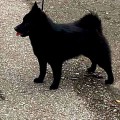 LEYU EYDZHERIN BLACK DIAMOND LEYU EYDZHERIN BLACK DIAMOND