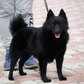 GERKULES GERKULES