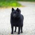 OSO DE MIEL ZVEZDA DLYA VALLERI GREIS OSO DE MIEL ZVEZDA DLYA VALLERI GREIS