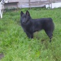 AMATERASU HANA BLACK DIAMOND AMATERASU HANA BLACK DIAMOND