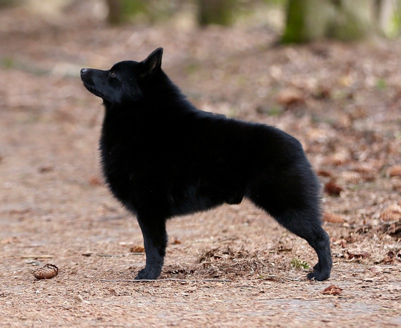 raste li schipperke velika