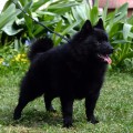 LEYU TAHOE LEYU TAHOE