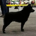 LYU DOG DZHIMLA LYU DOG DZHIMLA