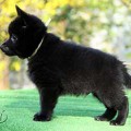 FAM BOING SOLOTOJ KLUCHIK