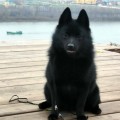 FAM BOING IZUMITELNAYA DYUYMOVOCHKA