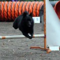 LYU DOG GLOBAL SECURITY LYU DOG GLOBAL SECURITY