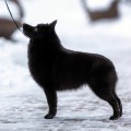 WINTERRA FOXY LADY WINTERRA FOXY LADY