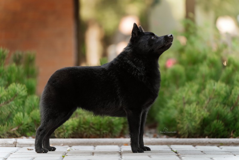 raste li schipperke velika